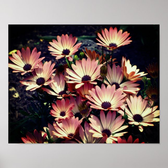 Pink African Daisy Flowers Poster (Front)