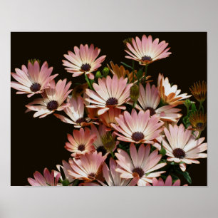 Pink African Daisy Flowers Poster