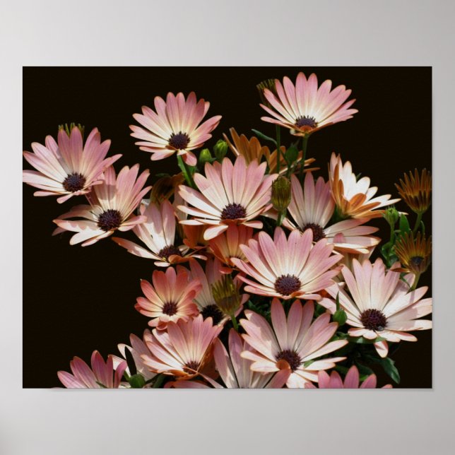 Pink African Daisy Flowers  Poster (Front)