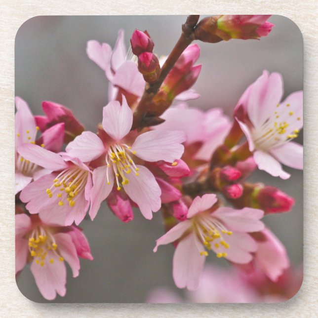Pink Against A Gray Sky Japanese Cherry Blossoms Coaster (Front)
