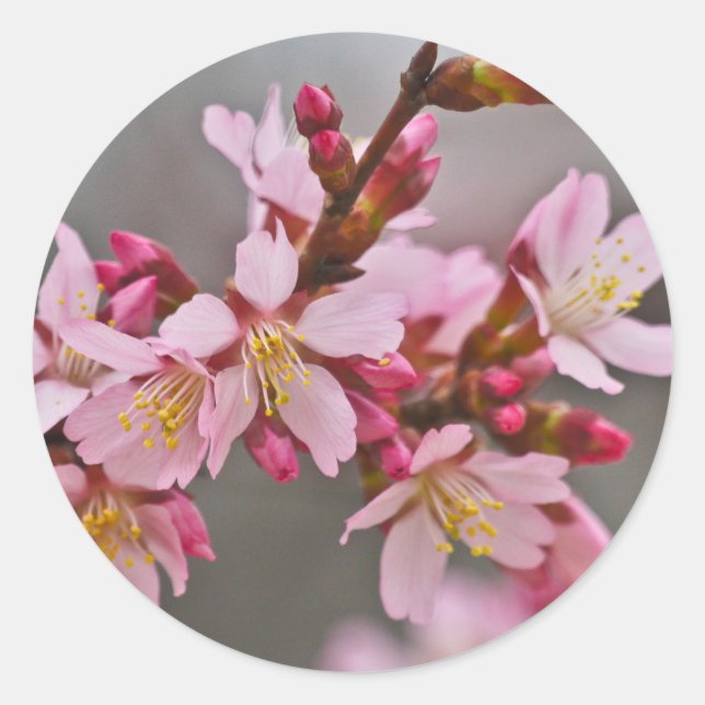 Pink Against A Grey Sky Japanese Cherry Blossoms Classic Round Sticker (Front)