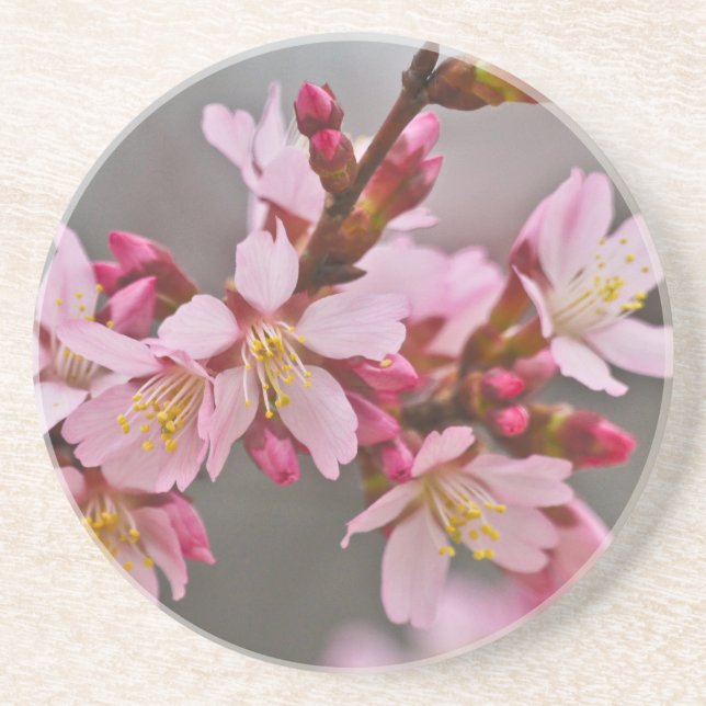 Pink Against A Grey Sky Japanese Cherry Blossoms Coaster (Front)