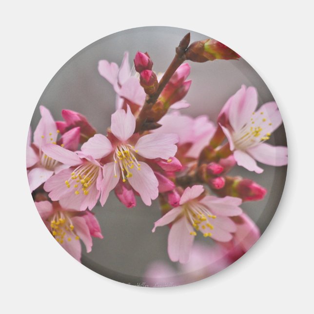 Pink Against A Grey Sky Japanese Cherry Blossoms Magnet (Front)