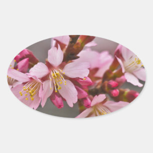 Pink Against A Grey Sky Japanese Cherry Blossoms Oval Sticker