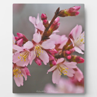 Pink Against A Grey Sky Japanese Cherry Blossoms Plaque