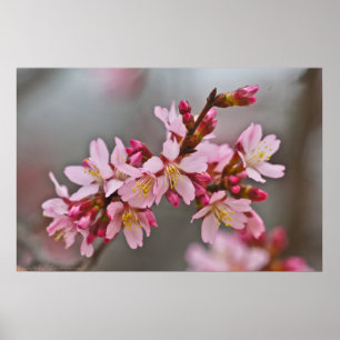 Pink Against A Grey Sky Japanese Cherry Blossoms Poster