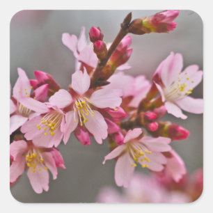Pink Against A Grey Sky Japanese Cherry Blossoms Square Sticker