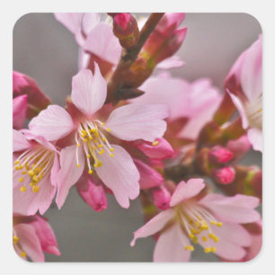 Pink Against A Grey Sky Japanese Cherry Blossoms Square Sticker