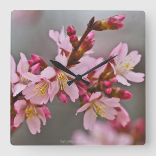 Pink Against A Grey Sky Japanese Cherry Blossoms Square Wall Clock