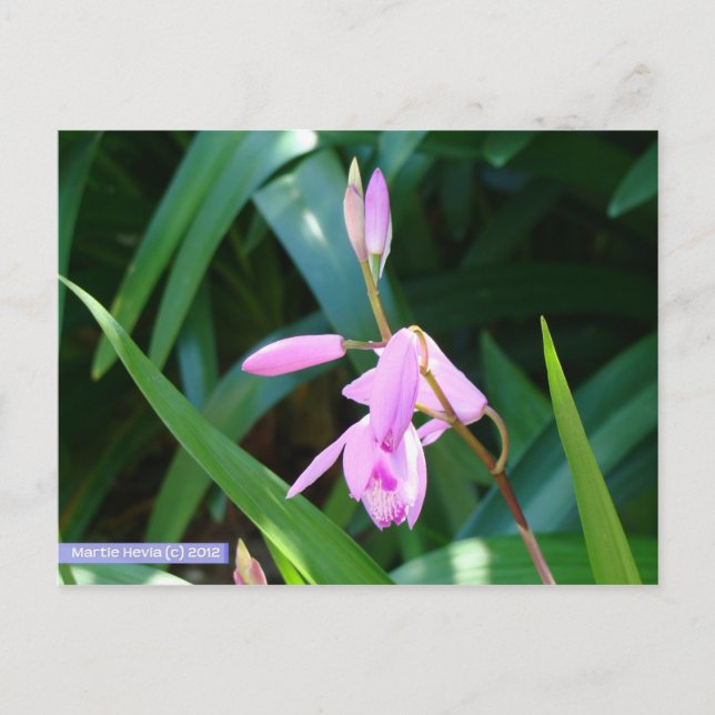 Pink Against Green Postcard (Front)