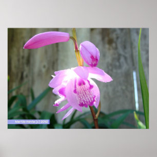 Pink Against the Fence Poster