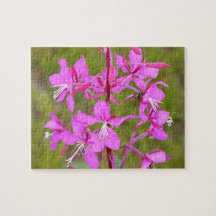 Pink Alaskan Fireweed flowers in bloom