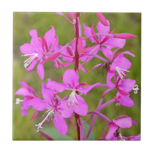 Pink Alaskan Fireweed flowers in bloom Tile (Front)
