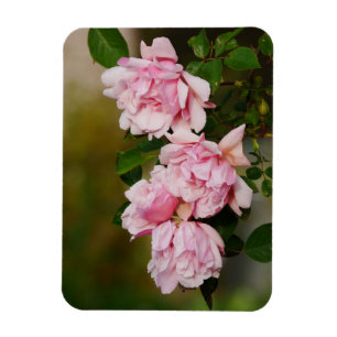 Pink Albertine Roses Magnet