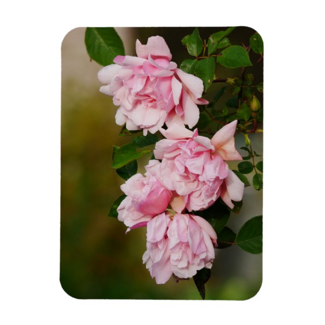 Pink Albertine Roses Magnet (Vertical)
