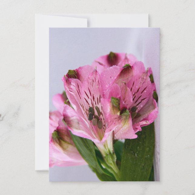 Pink Alstroemeria-4 Invitation (Front)