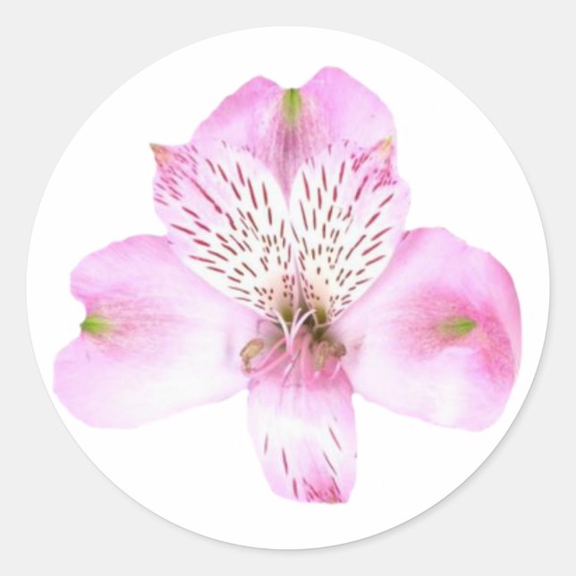 Pink Alstroemeria Flower Round Sticker (Front)