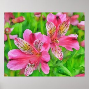 Pink Alstroemeria Lily Flowers Watercolor Style  Poster