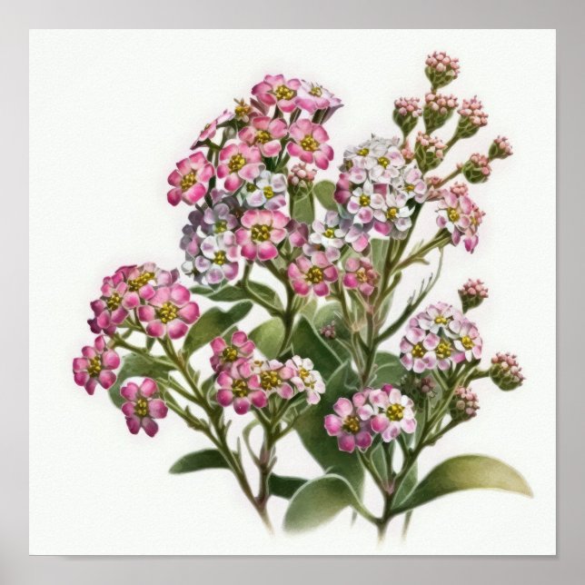 Pink Alyssum Flower Art Print Poster (Front)