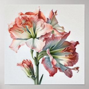 Pink Amaryllis Flower Art Print Poster