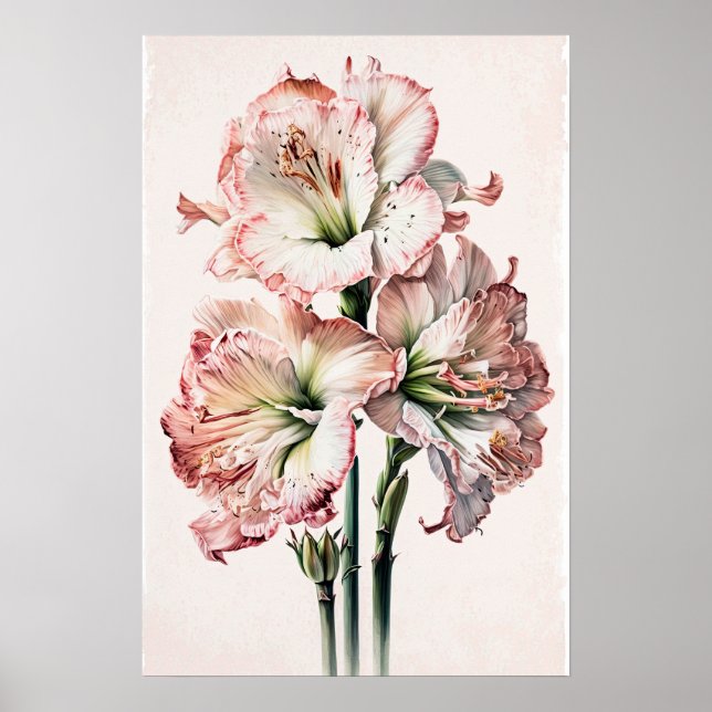 Pink Amaryllis Flower Art Print Poster (Front)