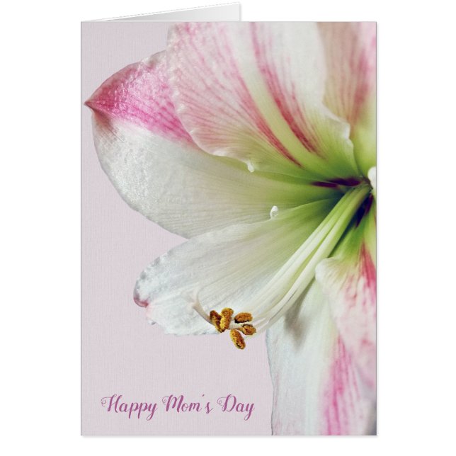 pink amaryllis Mother's Day macro (Front)