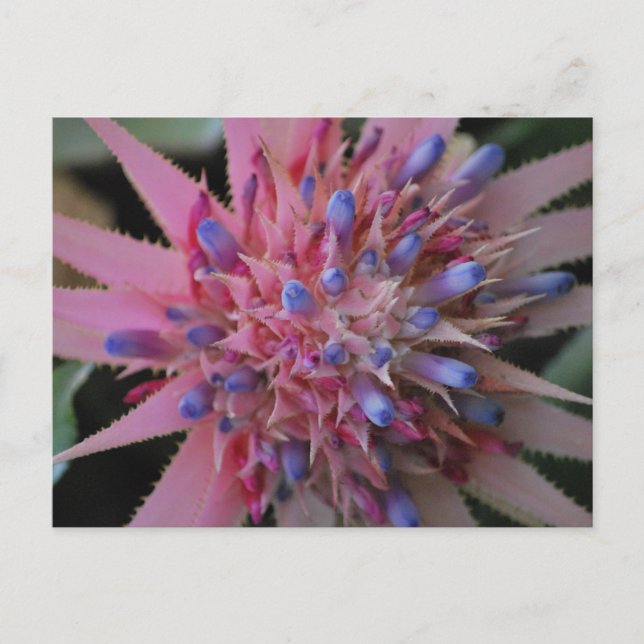 Pink and Blue Aechmea #2 Postcard (Front)
