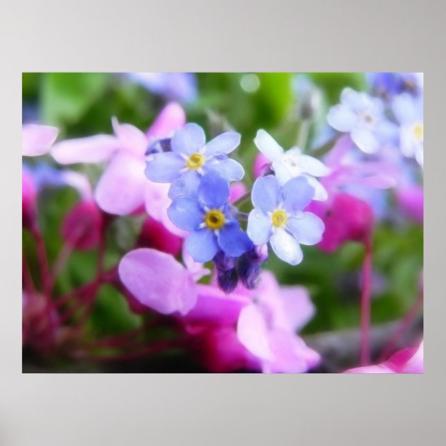 Pink And Blue Spring Flowers Poster (Front)