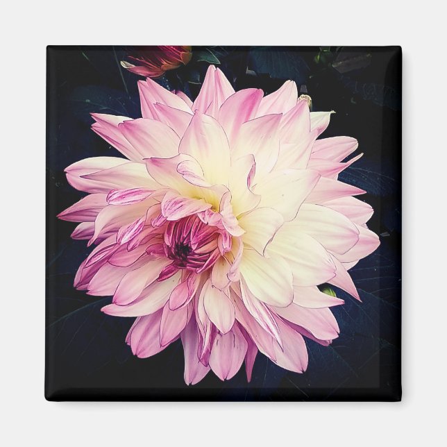 Pink and cream flower magnet (Front)