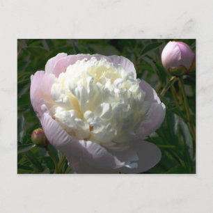 Pink and Cream Peonies Postcard
