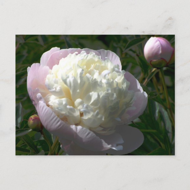 Pink and Cream Peonies Postcard (Front)
