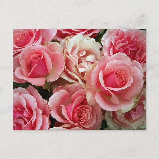 Pink and Cream Roses Bouquet Floral Flowers Postcard (Front)