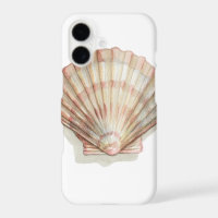 Pink and Cream Seashell