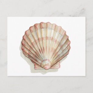 Pink and Cream Seashell Postcard