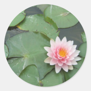 Pink and Green Lily Pad Pretty Photograph Classic Round Sticker