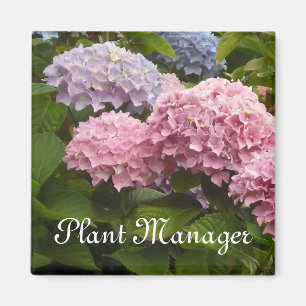 Pink and Mauve Hydrangeas Magnet