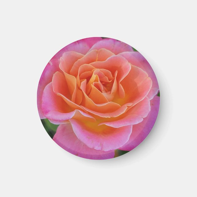 Pink and Orange Rose Magnet (Front)