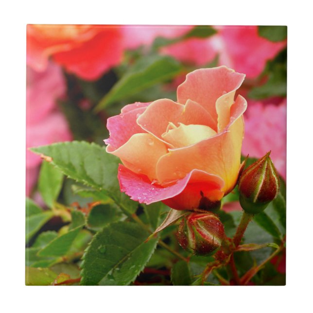 Pink and Orange Rose Tile (Front)