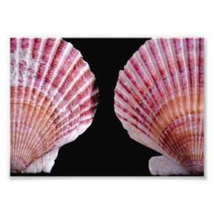 Pink and Orange Scallops Photo Print