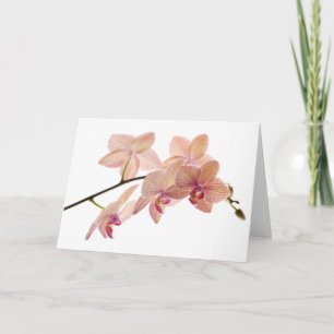 Pink and Peach Dendrobium Orchid - Customised Card