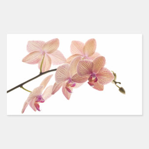 Pink and Peach Dendrobium Orchid - Customised Rectangular Sticker
