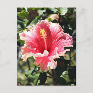Pink and Peach Hibiscus Photo Postcard