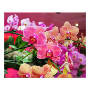 Pink and peach orchids photo print