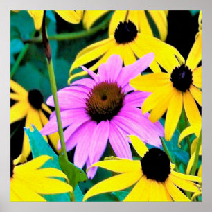 Pink and Purple Coneflower with Yellow Flowers Poster