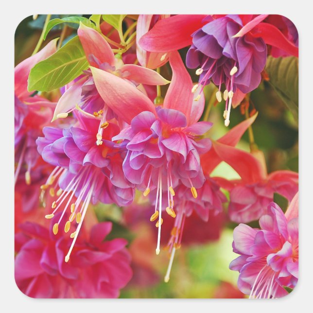 Pink and purple fuschia flowers    square sticker (Front)