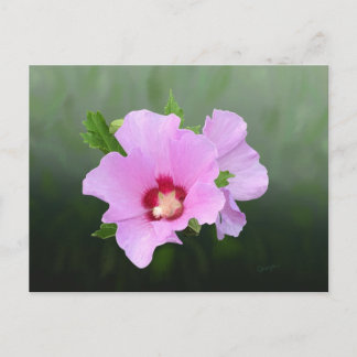 Pink and Purple Hollyhock Flowers Postcard