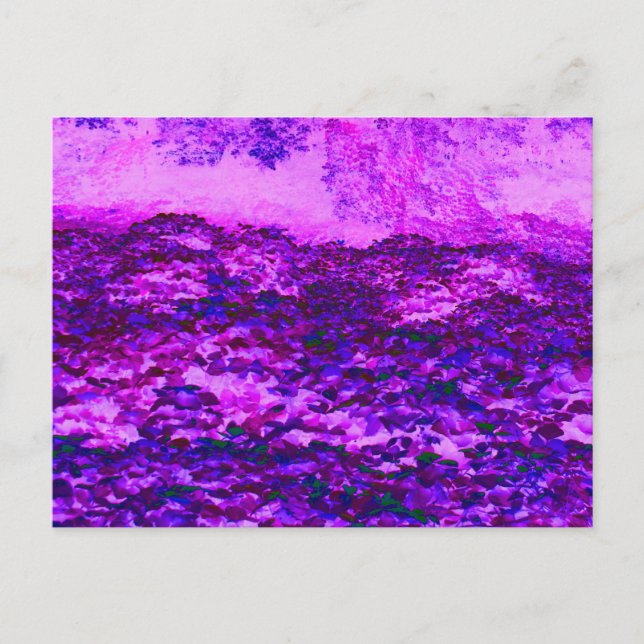 Pink and Purple Kudzu Vines Postcard (Front)