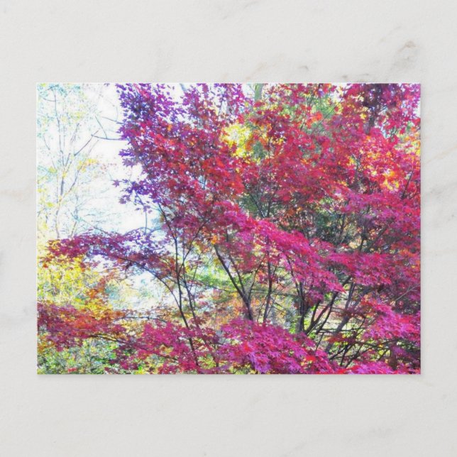 Pink And Purple Leaves Postcard (Front)