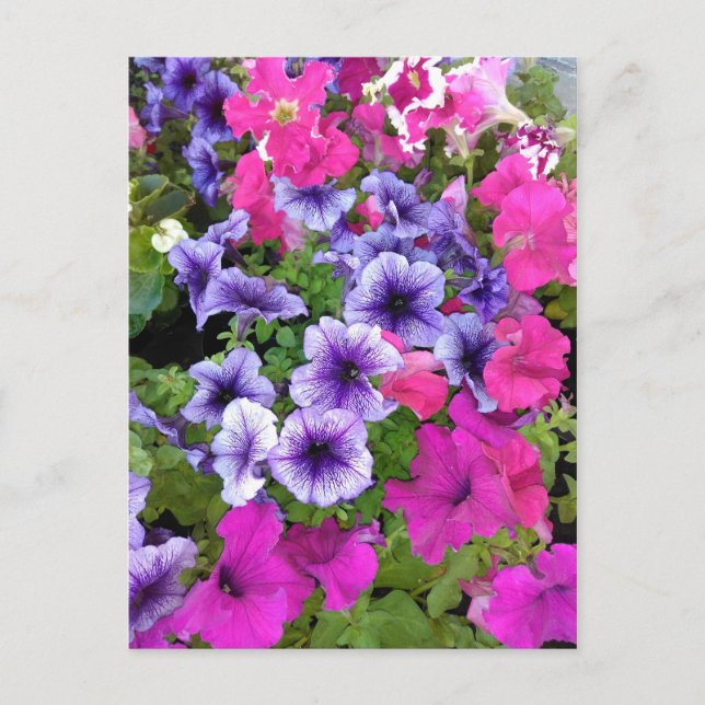 Pink and Purple Petunia Blossom Postcard (Front)