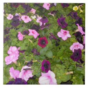 Pink and Purple Petunia Flower Tile